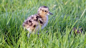 Jaarlijkse ledenvergadering Fugelwacht Feankleaster e.o