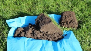 Noardlike Fryske Wâlden toont gezonde bodem in Kollumerzwaag