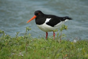 Excursie Vogelwacht Westergeest/Triemen