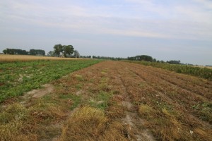 Oogst Friese Kapucijner in Engwierum