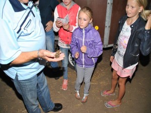 Belangstelling bij ringen kerkuilen