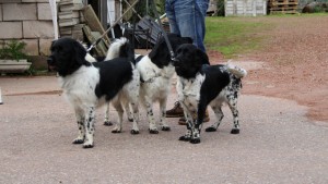 VERMIST: Nog drie Friese Stabij honden vermist bij Rinsumageast (UPDATE)