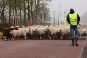 Schapen Ternaard weer naar binnen
