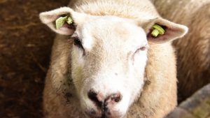 Schaap gestolen bij Paesens