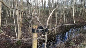 Jonge boompjes bij Veenklooster vernield