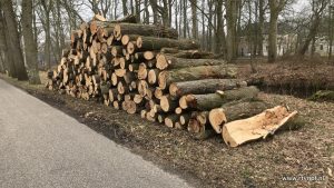 Noodzakelijke kaalslag in Veenklooster