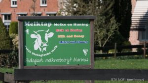 Dansende koeien in Twijzel - RTV NOF