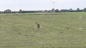 Doodgebeten schapen Driezum en Westergeest was werk van een wolf