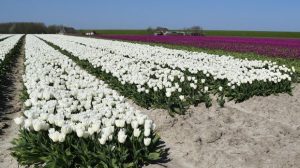 Tulpenvelden in bloei bij Morra en Ternaard