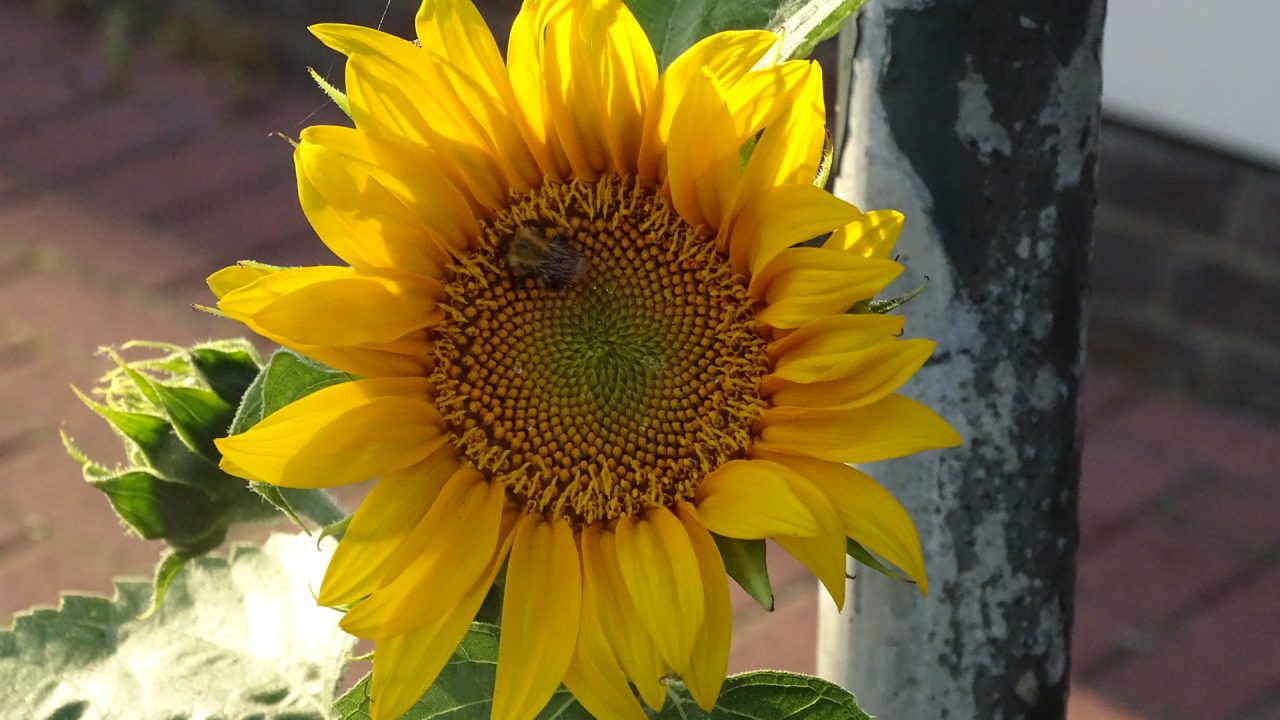 Friesestreek staat vol met zonnebloemen