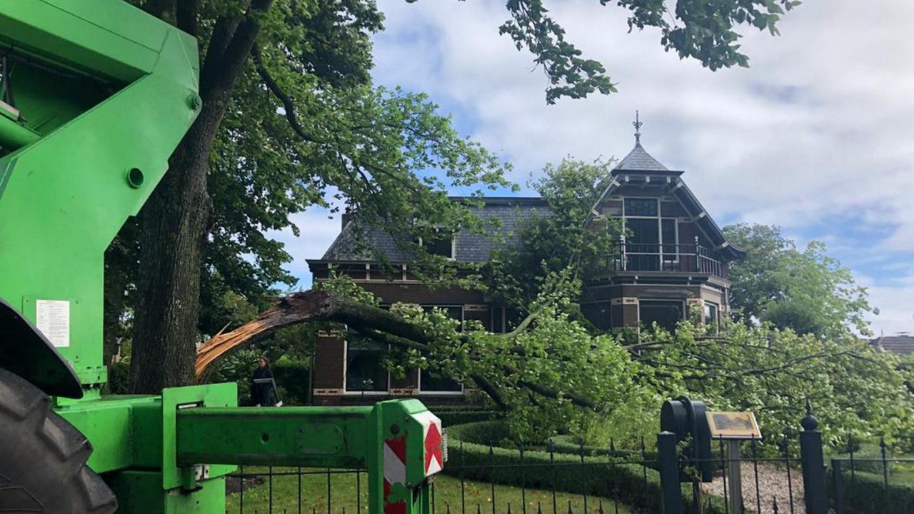 Stormschade bij 100 jaar oude iep in Oosternijkerk