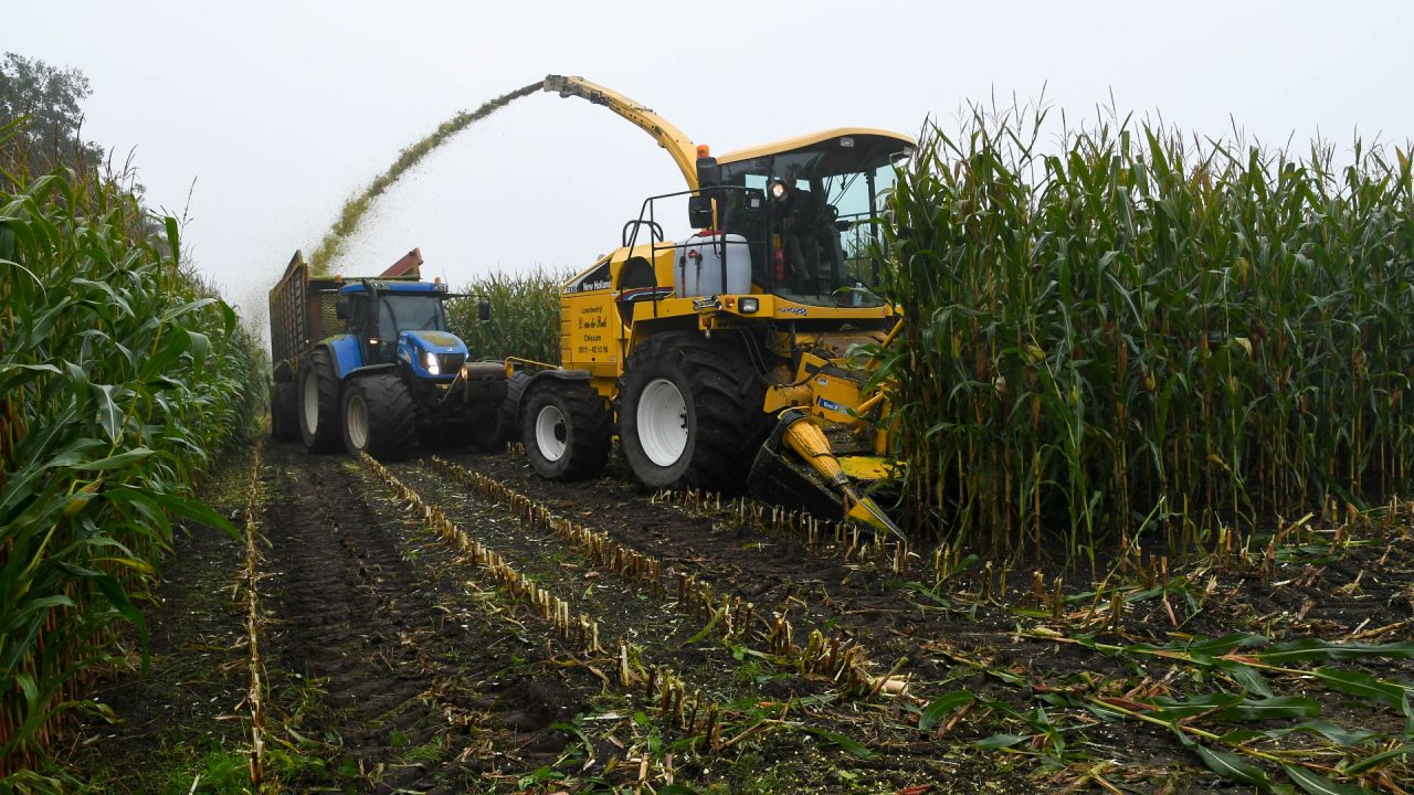VIDEO: Maisoogst in Kollumerzwaag
