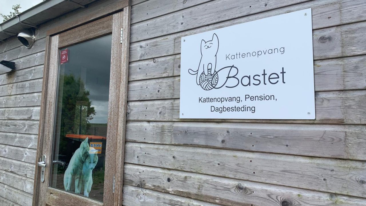 VIDEO: Verwilderde katten van Texel opgevangen in Munnekezijl