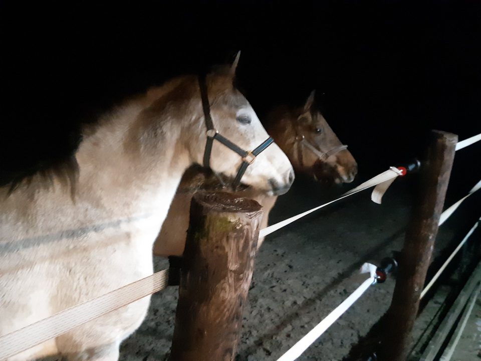 Paarden op Betonwei bij Boelenslaan aangetroffen