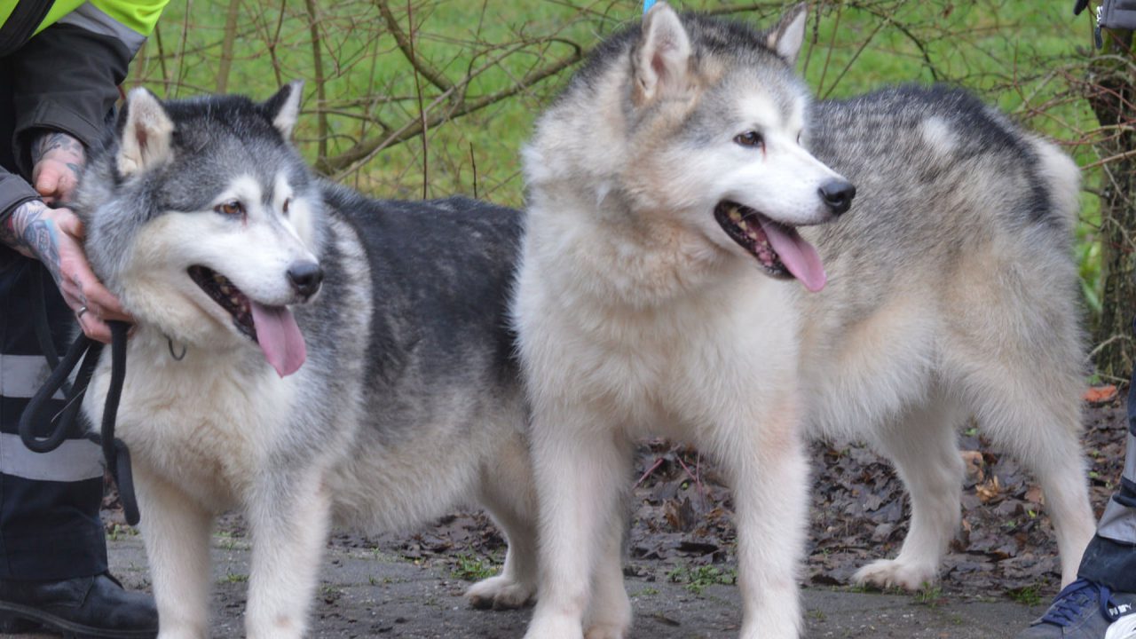 Stichting Dierenopvang de Wissel zoekt eigenaar van twee honden