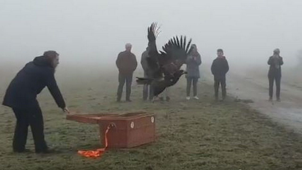 VIDEO: Zeearend losgelaten in het Lauwersmeergebied