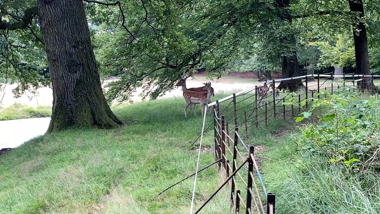 VIDEO: Ontsnapte herten in Veenklooster: 
