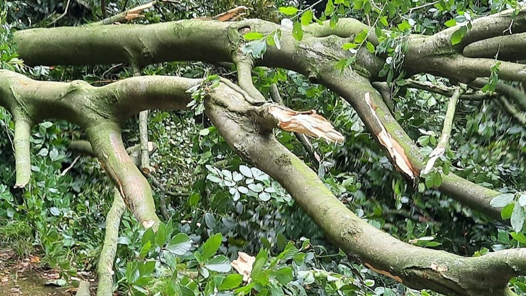 VIDEO: Zorgen over grote bomen in Oentsjerk - RTV NOF