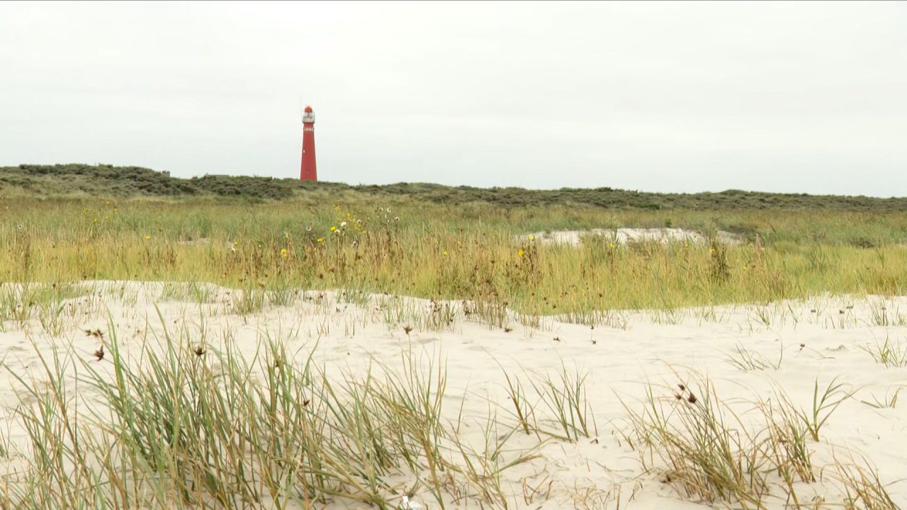 Aanpak verwilderde katten op Schiermonnikoog