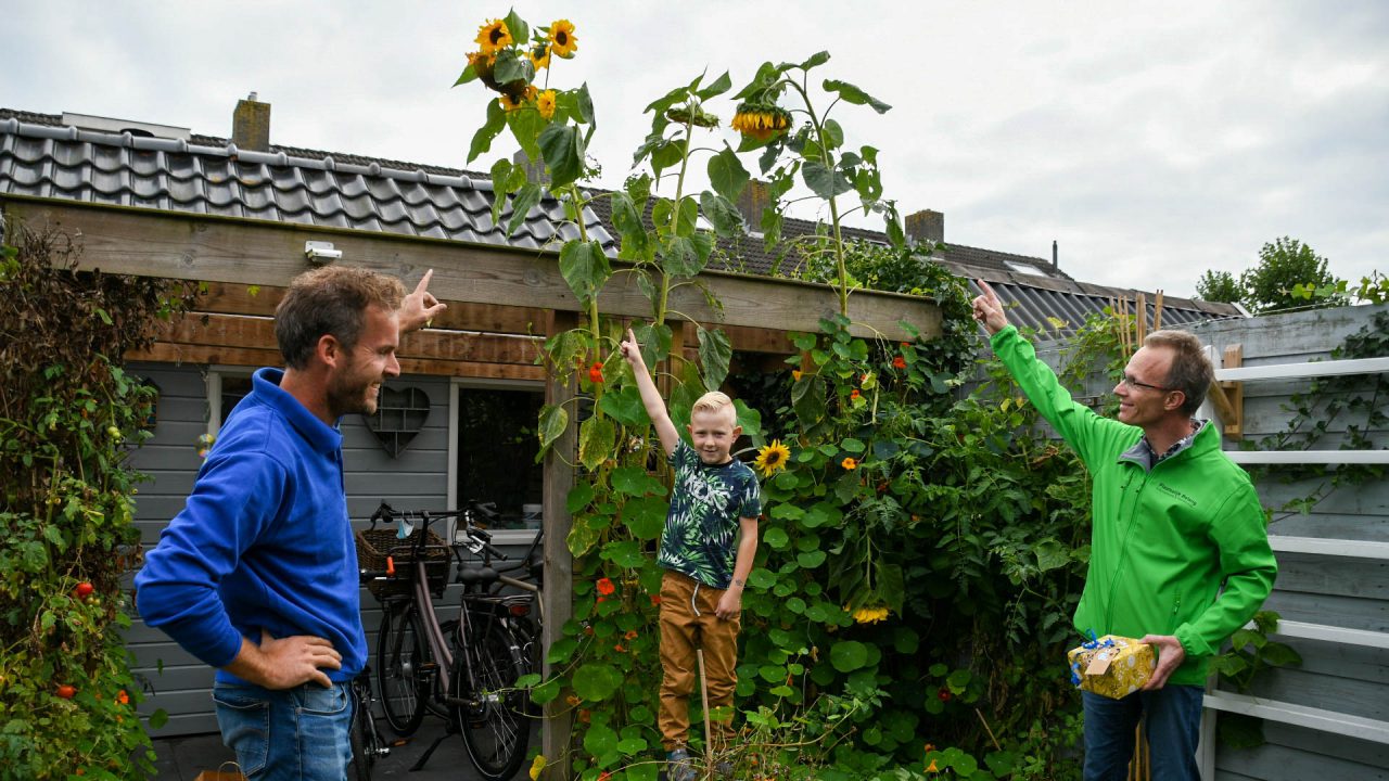 Hoogste zonnebloemen in Kollumersweach en Feankleaster