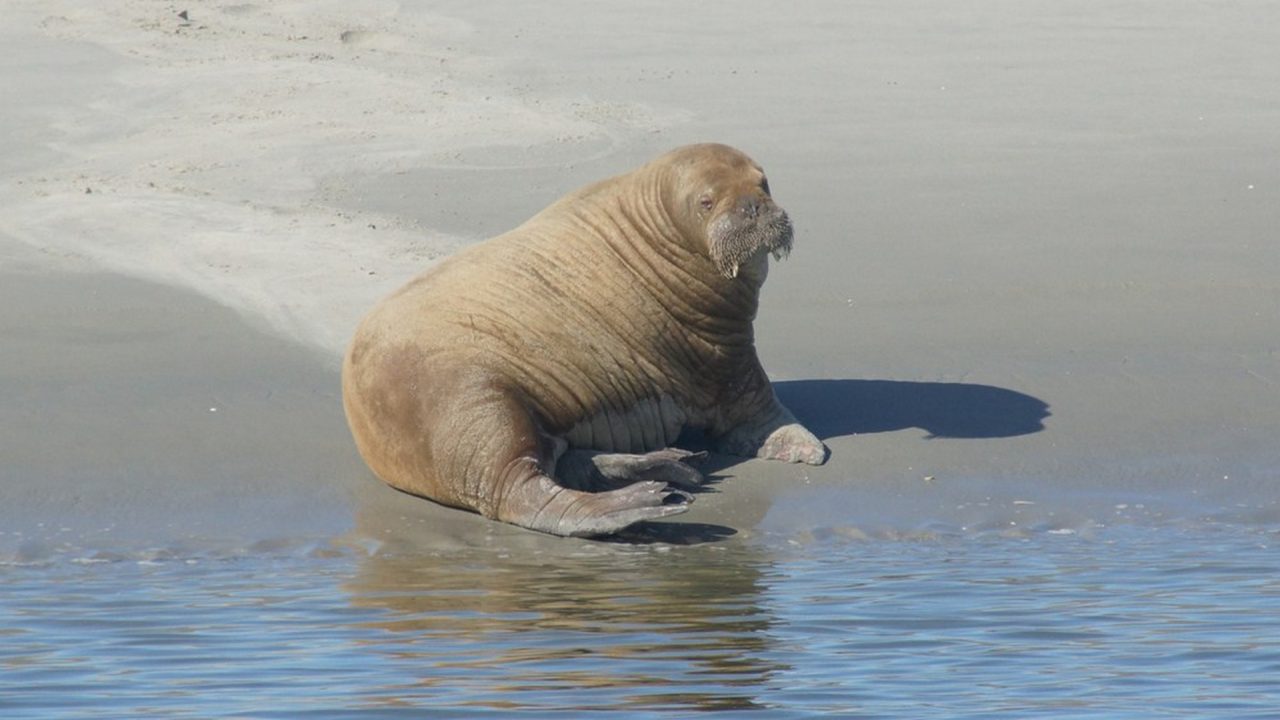 Walrus Freya afgemaakt door Noorse autoriteiten - RTV NOF