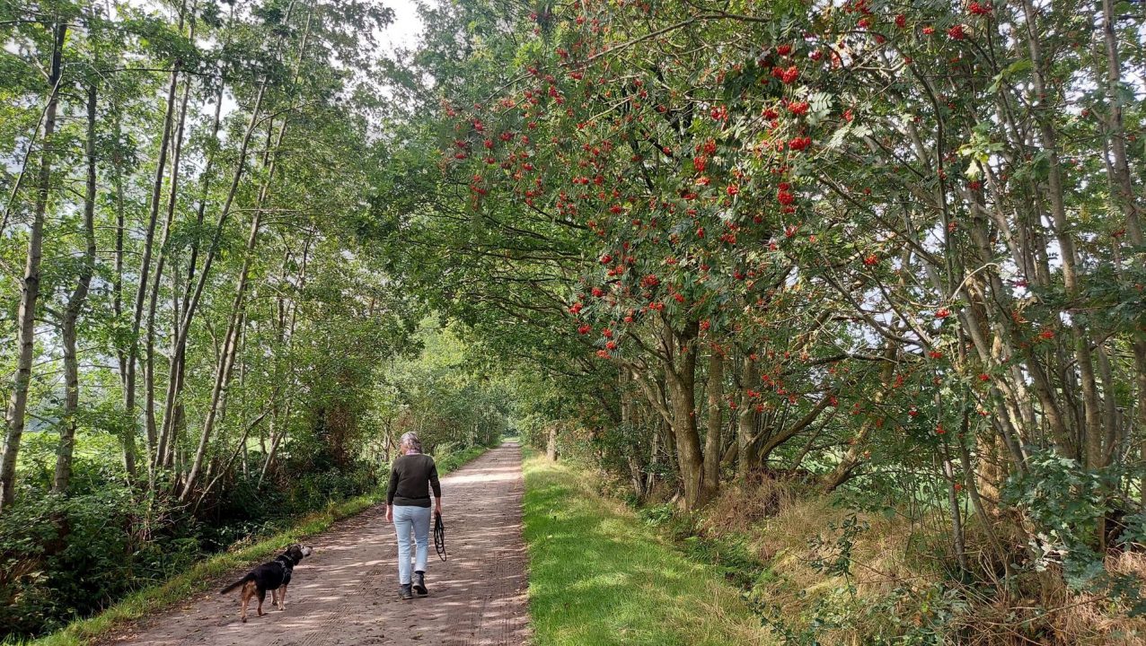 Beleef de herfst langs de zandpaden van Eastermar - RTV NOF