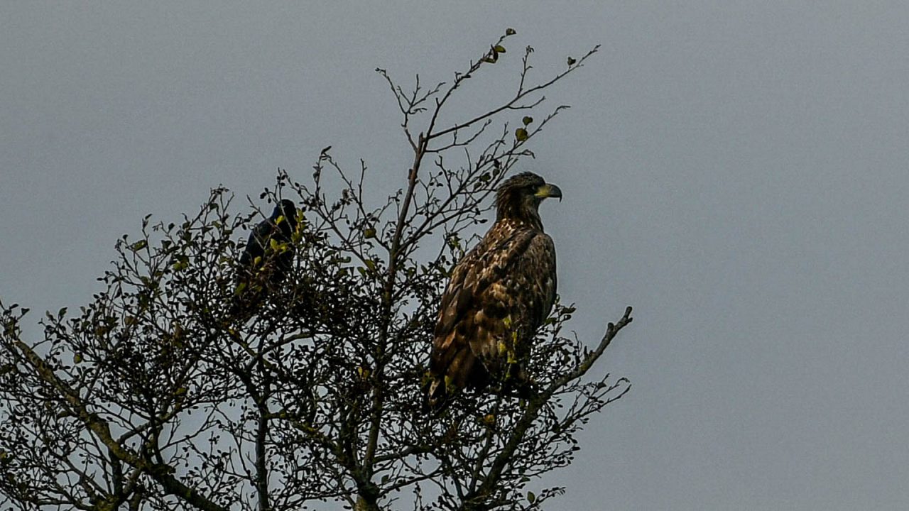 Grauwe gans is ‘makkelijke’ prooi voor jonge zeearend