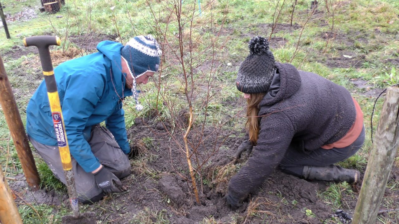 VIDEO: Jonge berkjes uit het Drents-Friese Wold geplant in Sumar