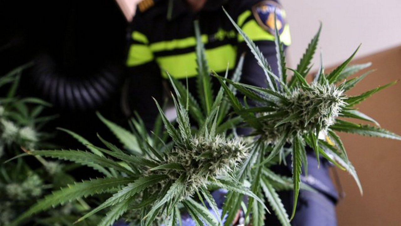 Hennepkwekerij in Earnewâld, loco-burgemeester sluit het pand