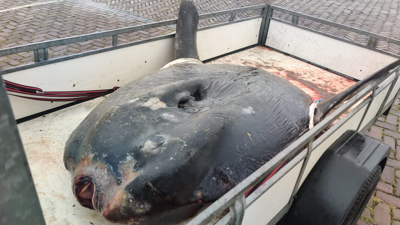 VIDEO: Aangespoelde maanvis Ameland komt aan in Holwerd