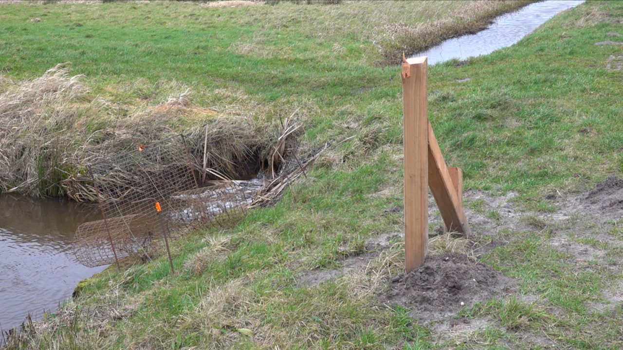 Informatiebord Staatsbosbeheer in Drogehamstermieden vernield - RTV NOF