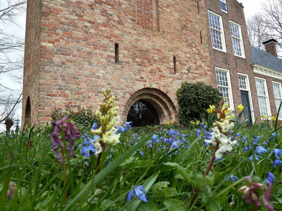 Samenwerking voor behoud stinzenplanten in Trynwâlden