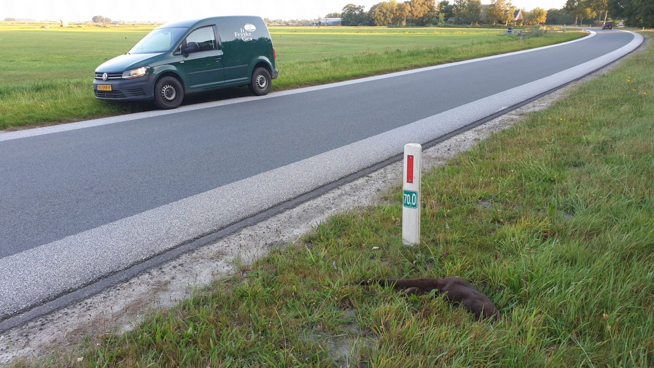 Dode otter bij Aldtsjerk langs de N361 aangetroffen