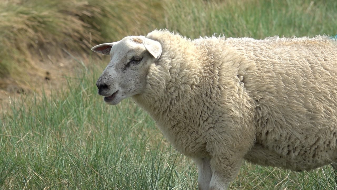 Schaap in de sloot bij Buitenpost