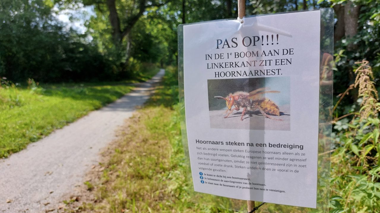 Pas op! Hoornaarnest - RTV NOF