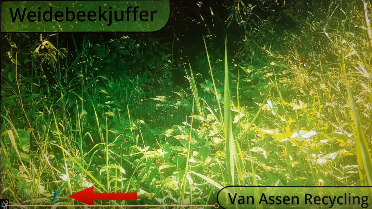 Zeldzame weidebeekjuffer vastgelegd door wildcamera op bedrijventerrein bij Kootstertille - RTV NOF