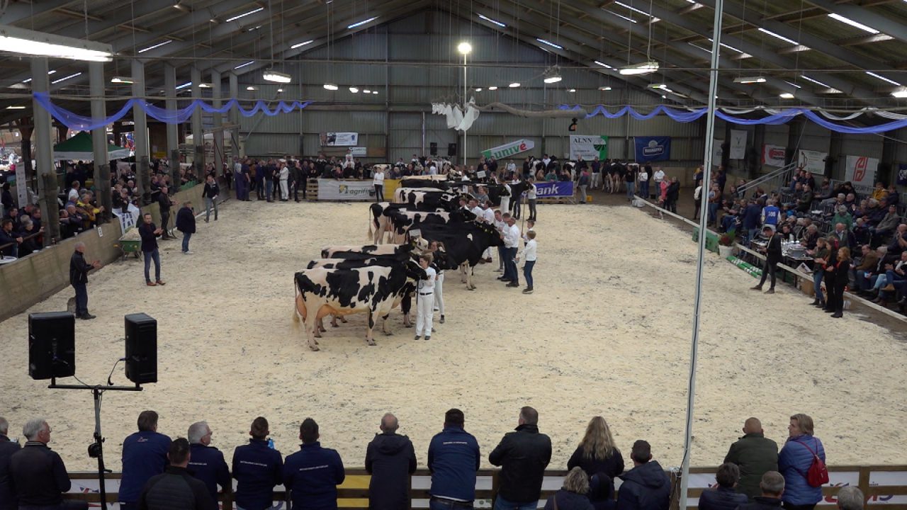 VIDEO: Recordaantal deelnemers aan provinciale veekeuring in Oentsjerk