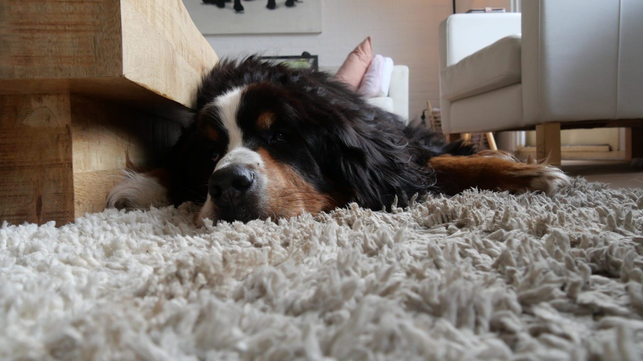 VIDEO: Vermiste hond Ben weer terug bij baasje in Trynwâlden