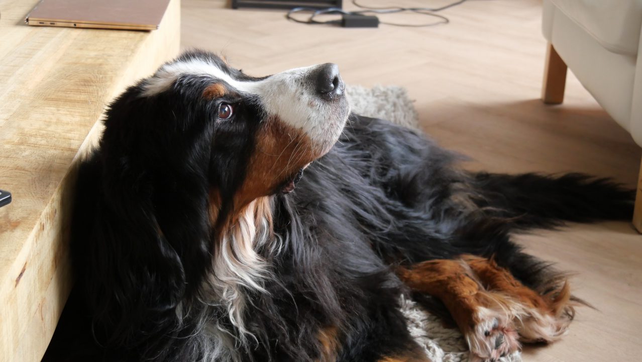 Bekende hond “Ben” uit Gytsjerk ingeslapen