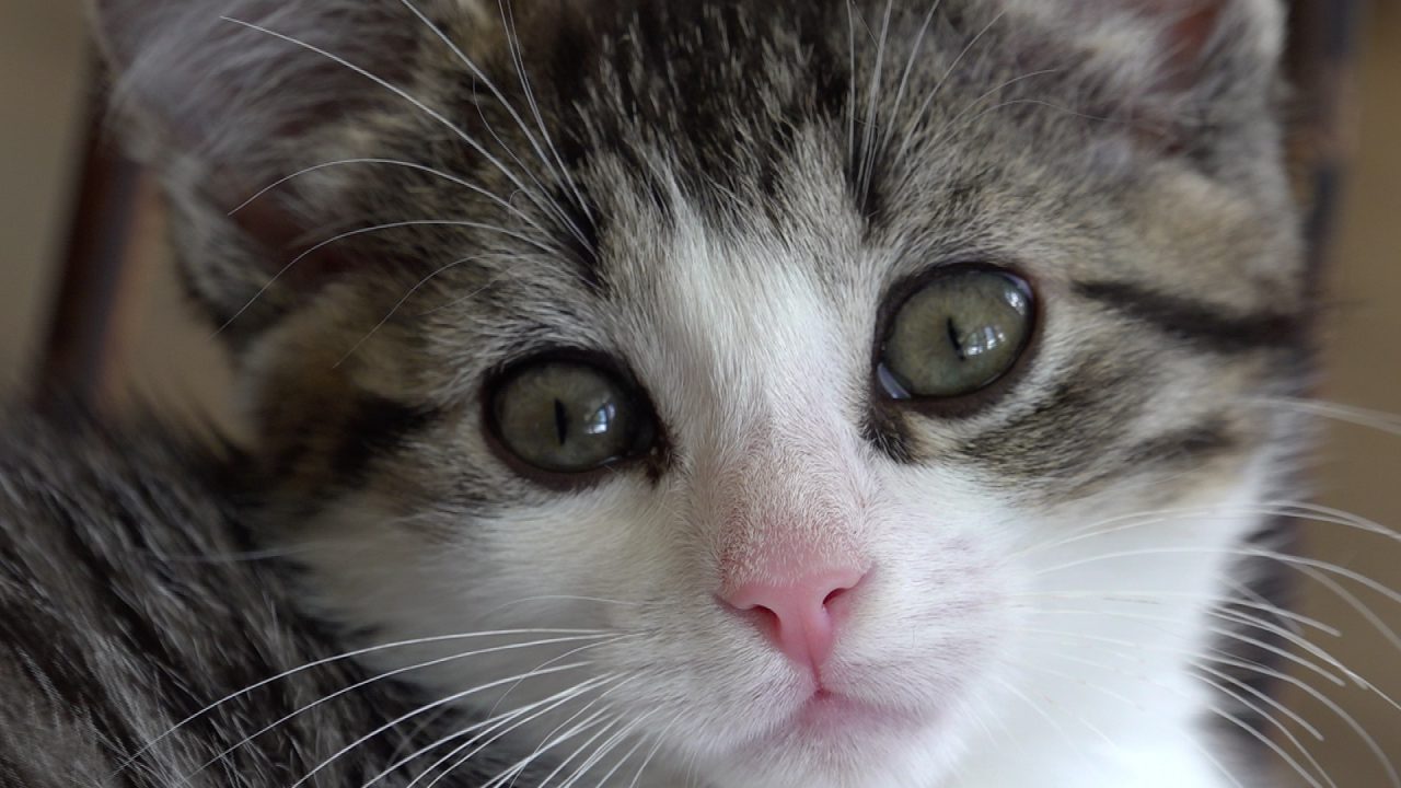 VIDEO: Zorgen in Burdaard, toenemend aantal gedumpte kittens en andere dieren gevonden in berm
