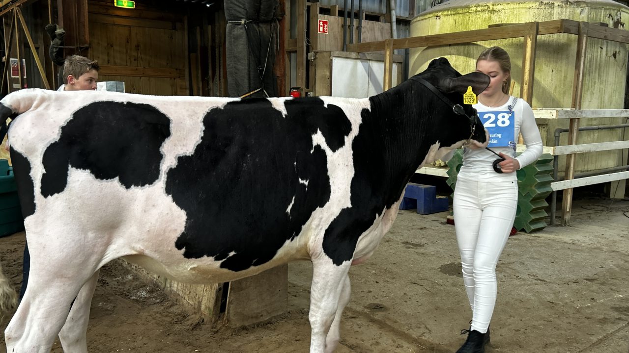 VIDEO: Meerdere koeien in Fryslân gestorven door blauwtong: minder deelnemers veekeuring