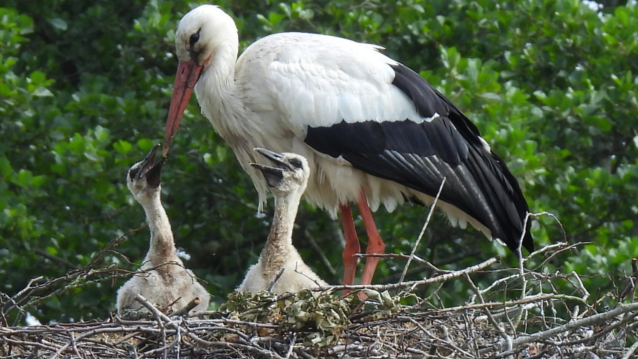 Ooievaar afgeschilderd als een grote rover van kuikentjes en eieren: 