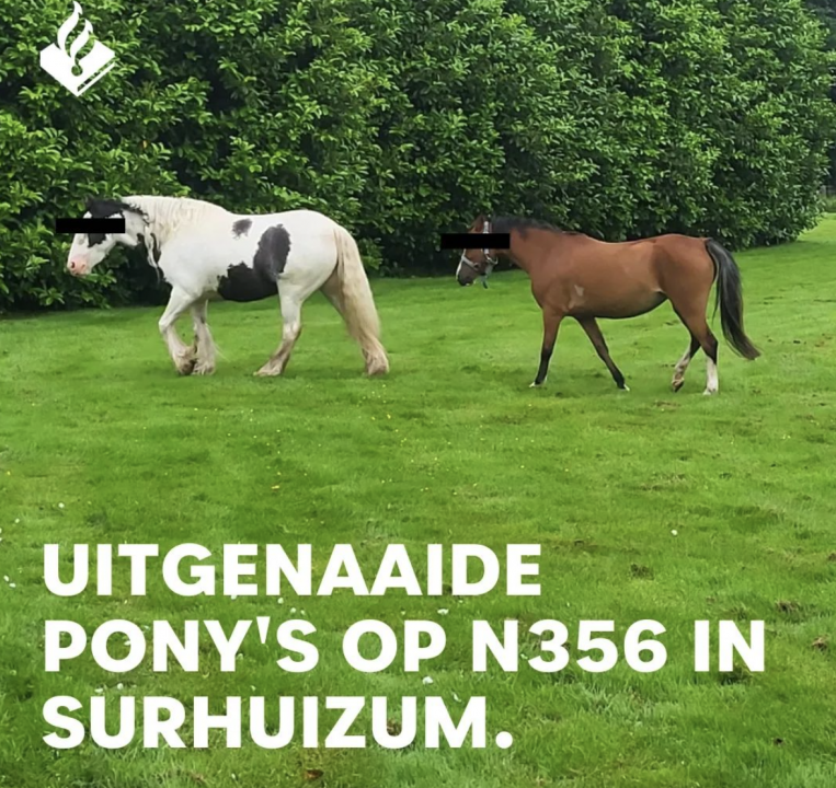Pony’s ontsnapt op N358 bij Surhuizum