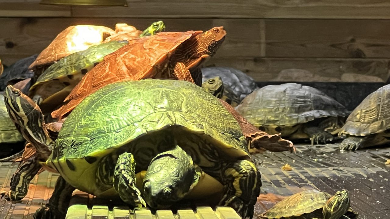 Schildpaddenopvang Harkema en Drok Dwaande bundelen krachten voor nieuw reservaat