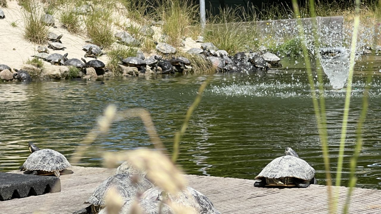 VIDEO: Schildpaddenverblijf Harkema wil 50.000 opvangen: 
