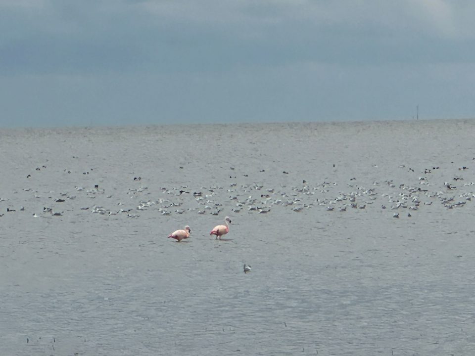 Twee flamingo’s in de Waddenzee nabij Ternaard gespot: “Best wol unyk”