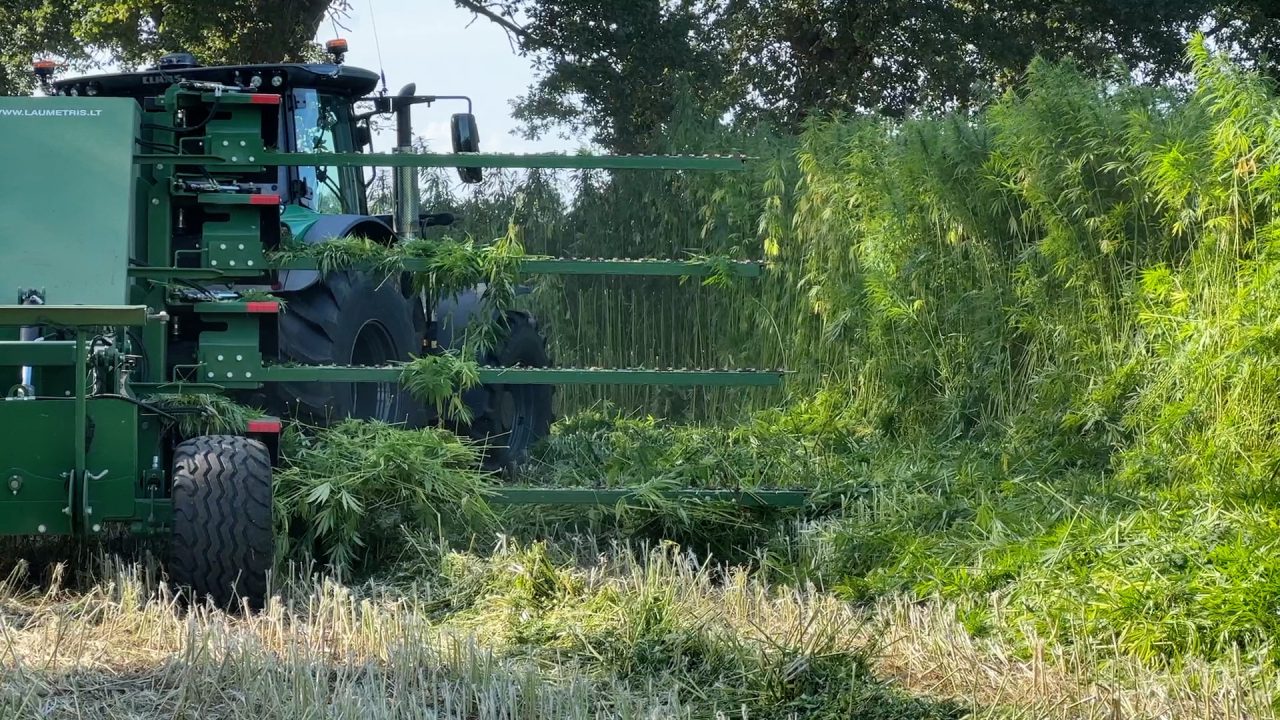 VIDEO: Weilanden vol hennep, van veld tot isolatie in huizen