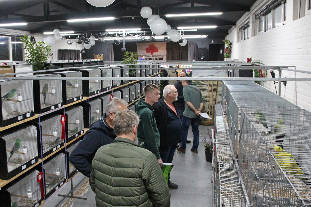 Ruim vijfhonderd vogels bij 63e vogelshow in De Klok te Harkema