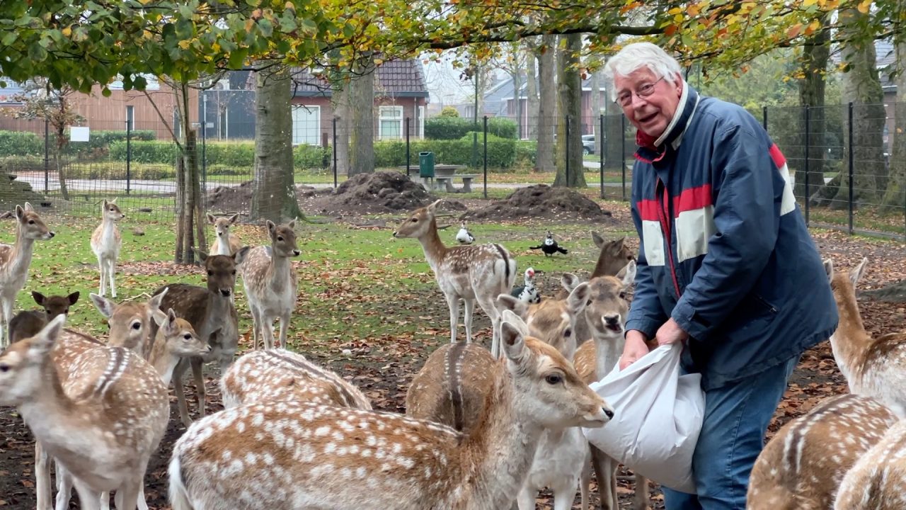 VIDEO: Hertenkamp Surhuisterveen zoekt vrijwilligers: 