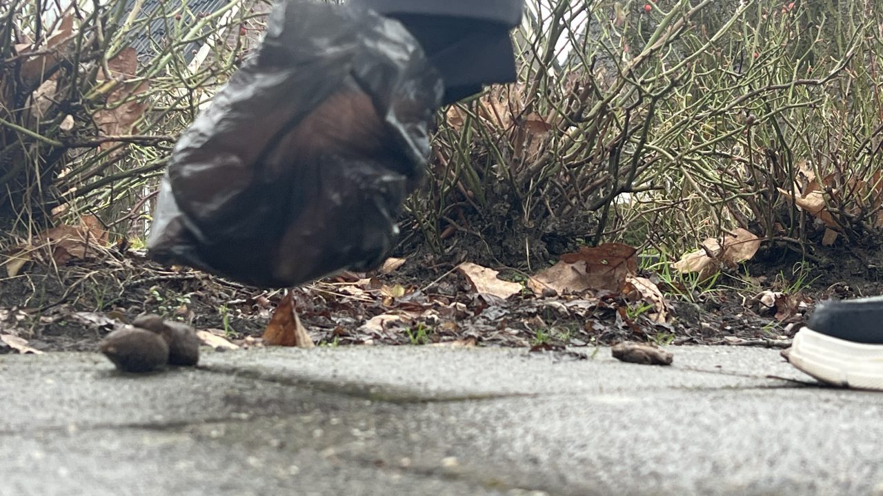 VIDEO: Overlast door hondenpoep in Harkema: “Risiko op sykten”